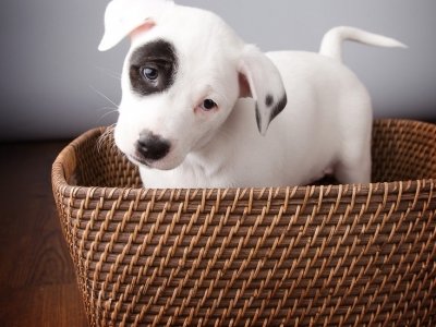 7 Things to Consider before Choosing a New Pet ...