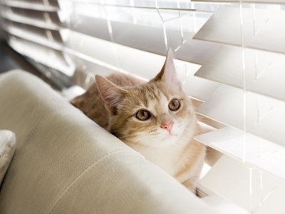 7 Ways to Stop Your Cat from Scratching Your Furniture ...