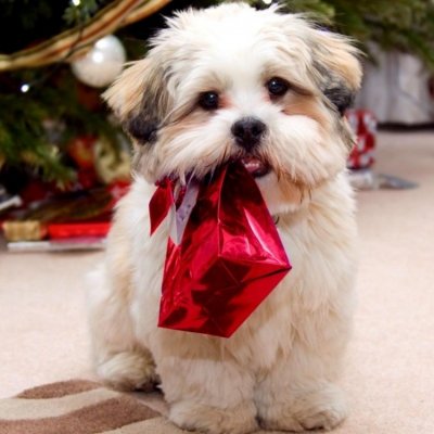 Merry Doggone Christmas Perfect Presents for Your Pup ...