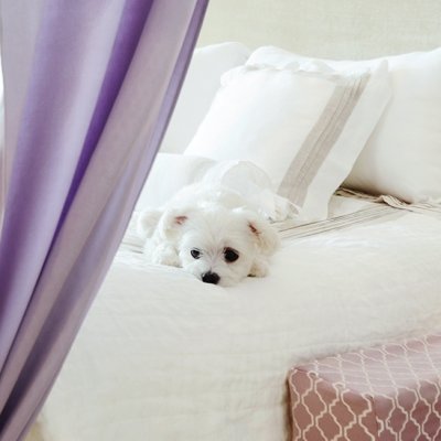 7 Tips for Pet Proofing Your Home ...