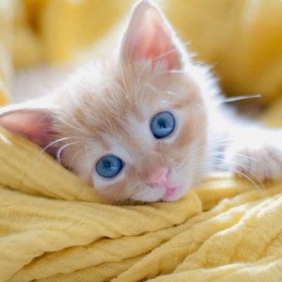 7 Ways to Keep Your Pets Safe at Home ...