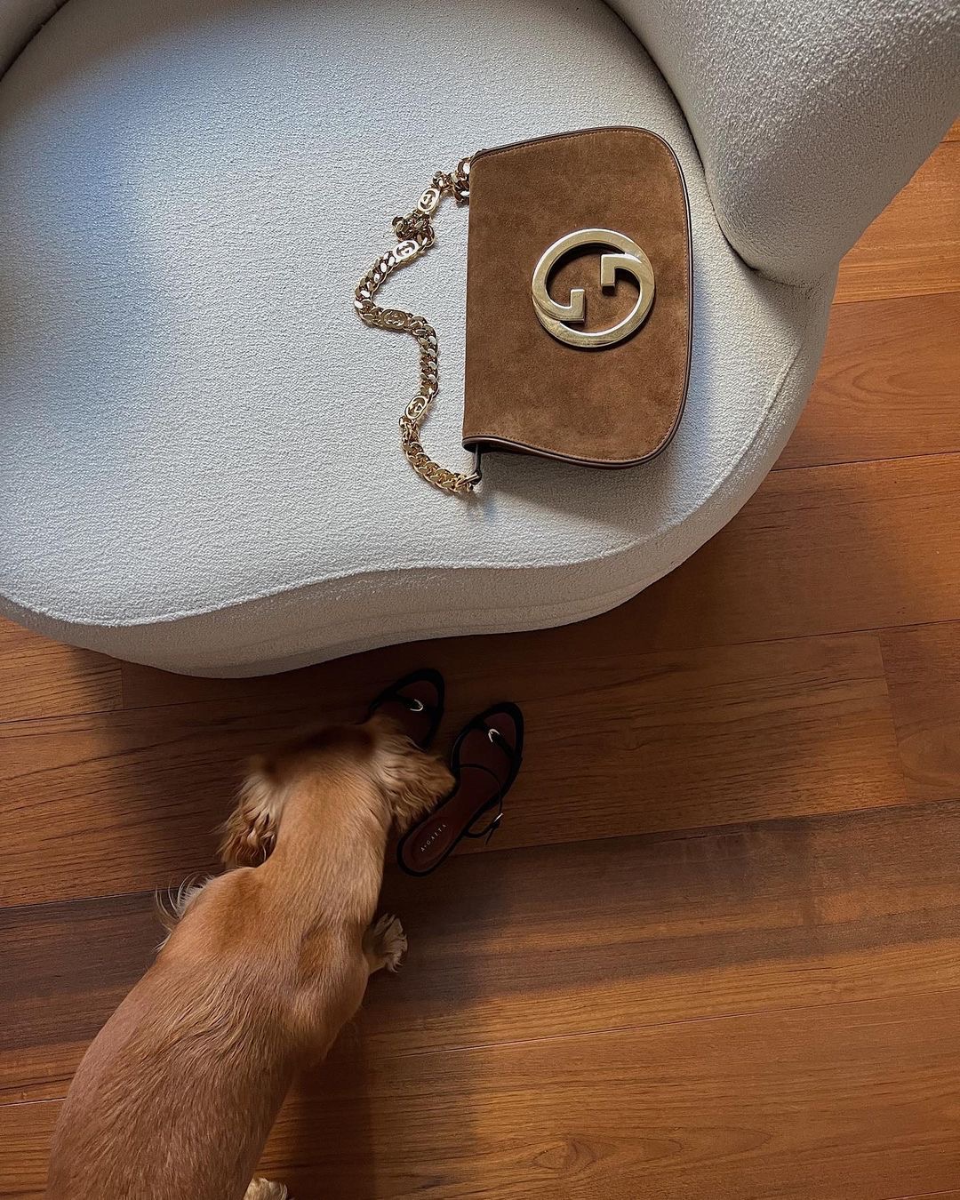 how-to-house-train-a-puppy