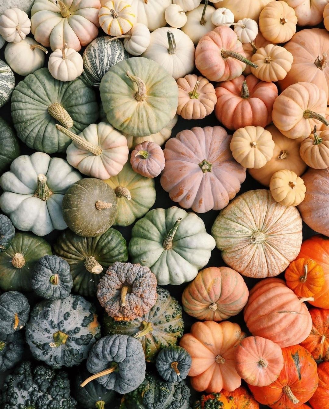 7 Different Varieties of Pumpkins That You Can Decorate for Halloween ...