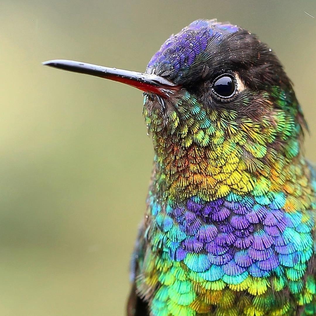 7 Humming Bird Feeders to Turn Your Garden into a Humming Bird Paradise 
