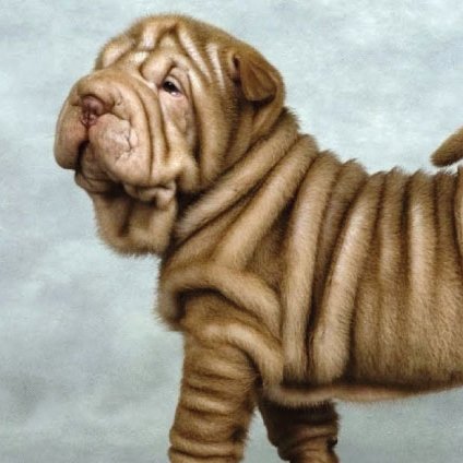 unusual dog breeds