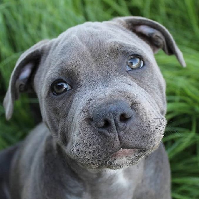 Short legged outlet pitbull