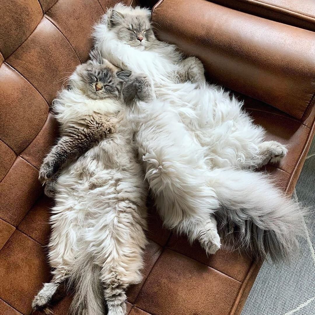 Best Domestic Cat Breeds That Fit Your Lifestyle Interaction design