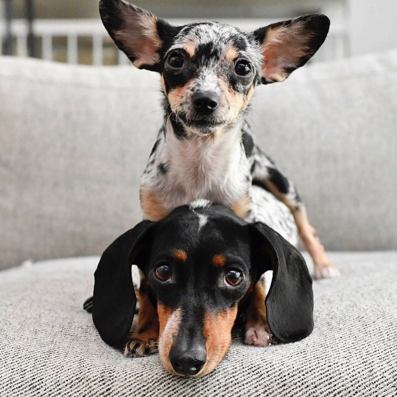 Cutest  Dog Accounts You Need to Follow on Instagram ...