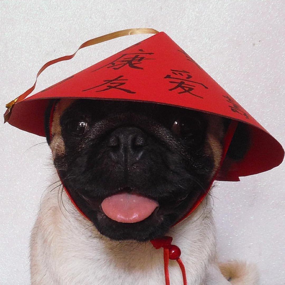 Types of Dogs in the Chinese Zodiac ...