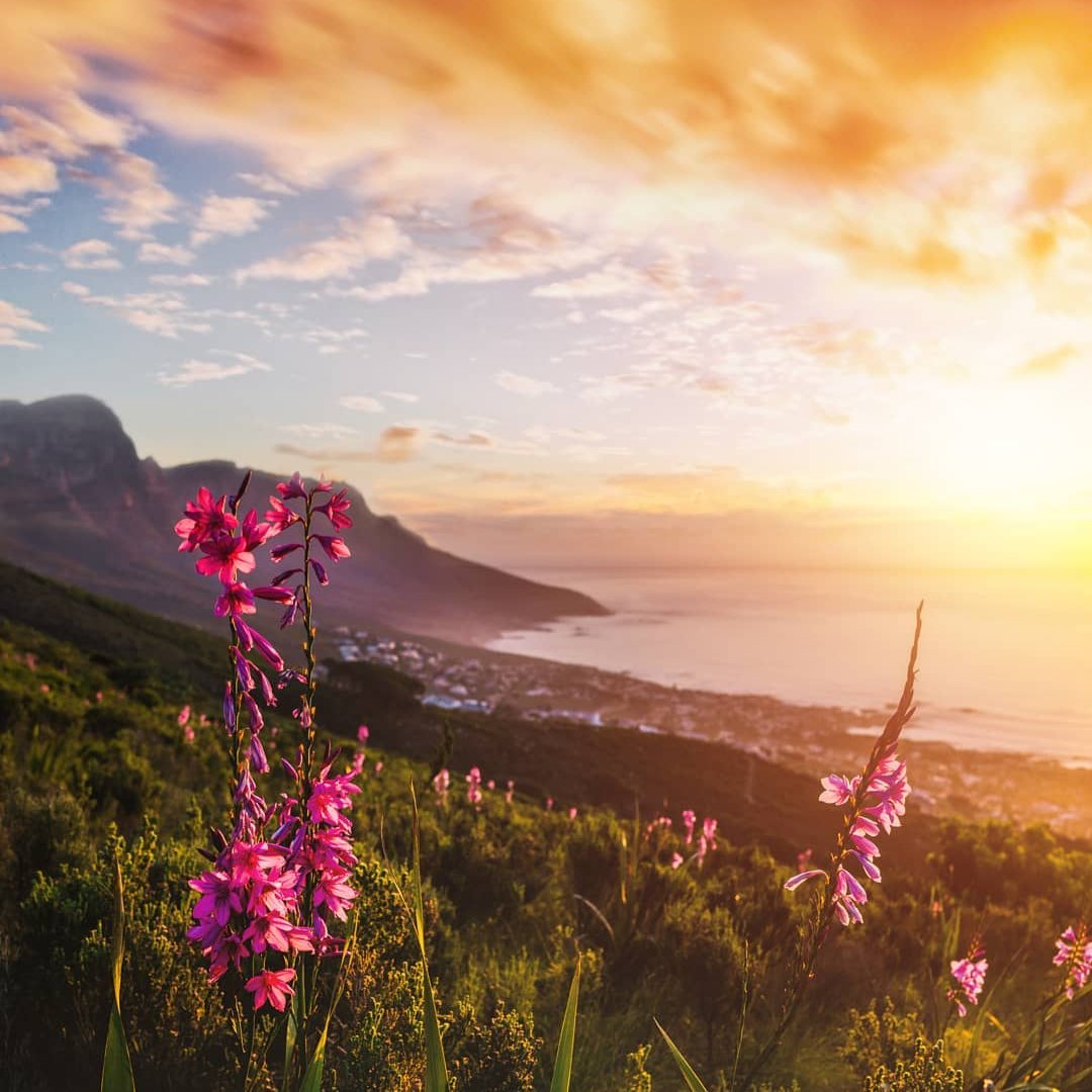 8 Compelling Reasons to Visit Cape Town ...