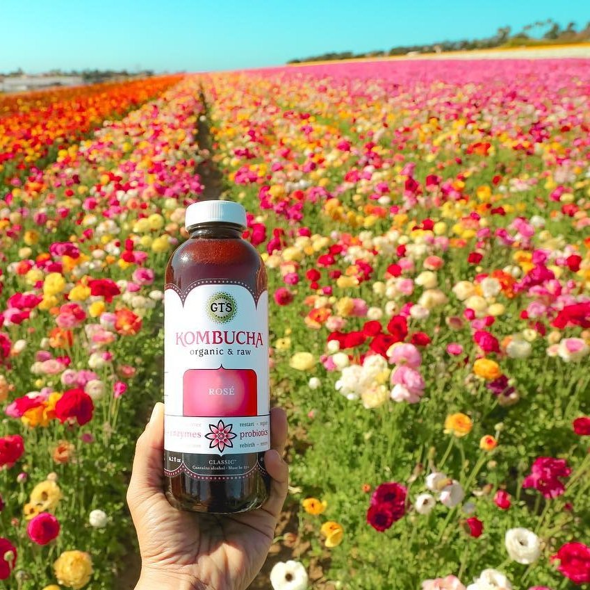 Awesome Reasons Why You Should Drink Kombucha  ...