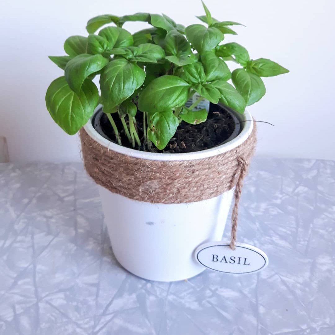 8 Extraordinary 🤗 Health 🤒 Uses for Basil 🌿 You Probably Don't Know 💁‍♀️ ...