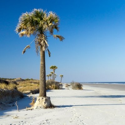 7 Convincing Reasons to Visit Cumberland Island ...