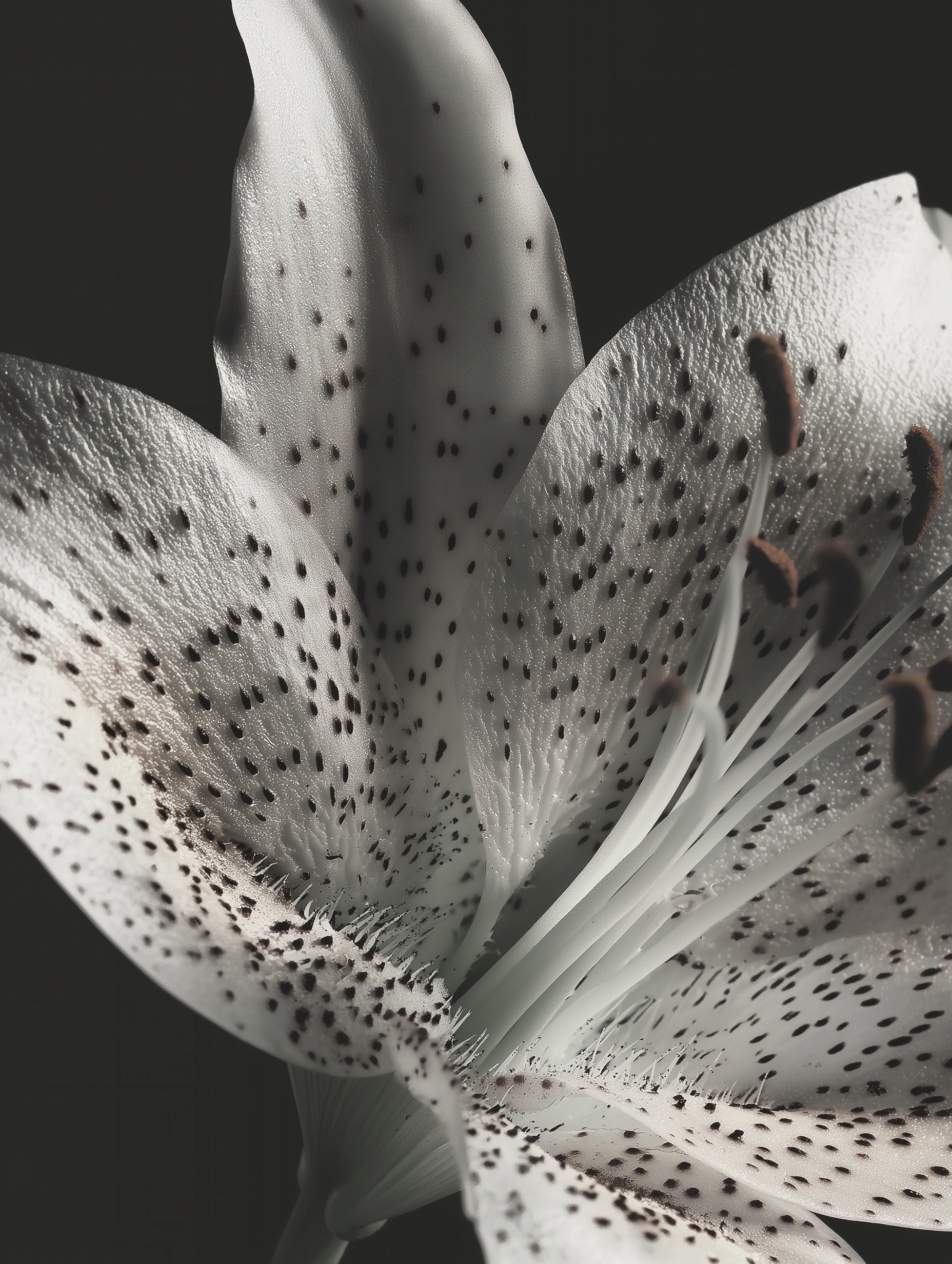 5 Unique Lilies ...