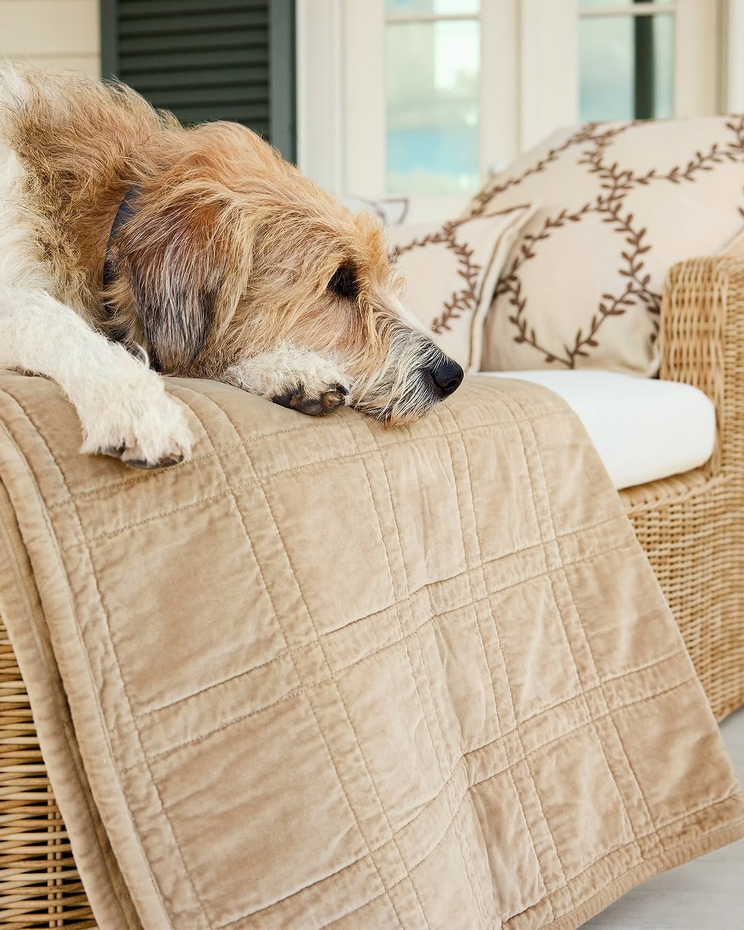 What Is Pet Insurance and Why Every Pet Owner Should Consider It in Australia