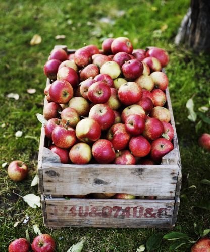 Pick Apples