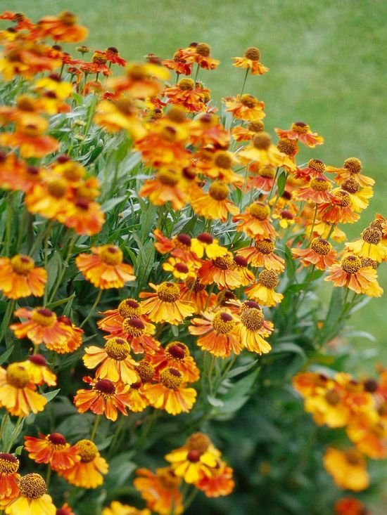 Plant Mums