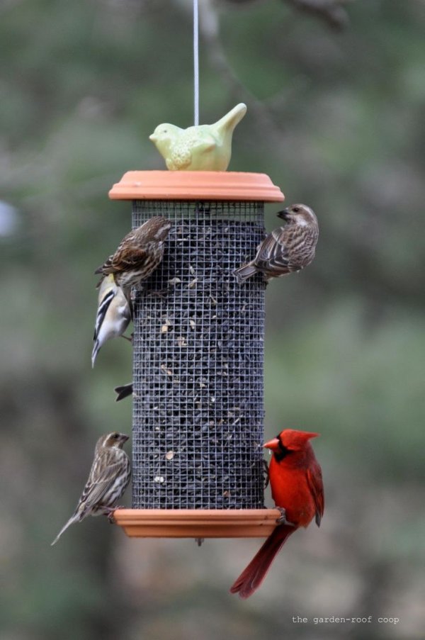 Set out Birdfeeders